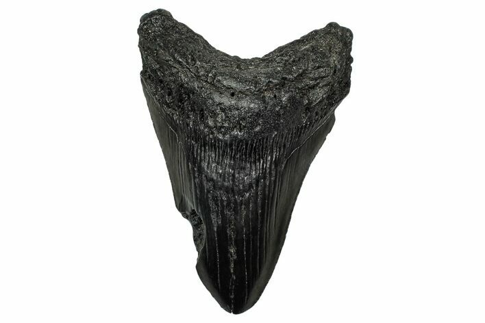 Fossil Megalodon Tooth - South Carolina #340283